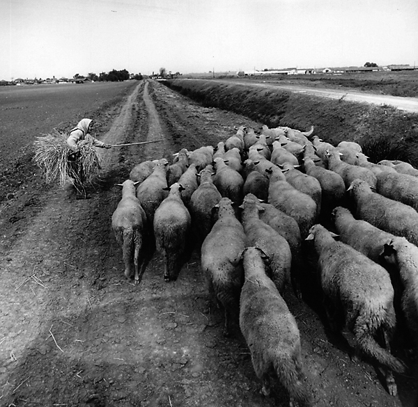 Овцы. 1974 г.