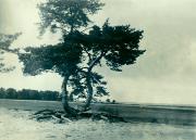 Дерево на берегу Финского залива. Любимый мотив «двойного» дерева Гуро и Матюшина Кон. 1910-х гг.