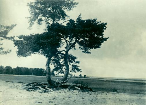 Дерево на берегу Финского залива. Любимый мотив «двойного» дерева Гуро и Матюшина Кон. 1910-х гг.